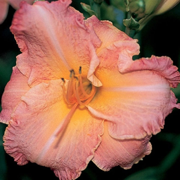 Peach Vixen - Daylily