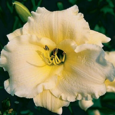 Pearled Dove - Daylily