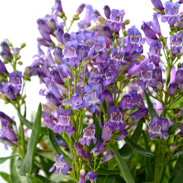 Rock Candy® Blue Penstemon