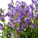 Rock Candy® Blue Penstemon