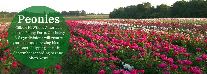 Wild's Favorite Peonies Bundle - Save 40