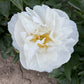 Avalanche Premium Peony