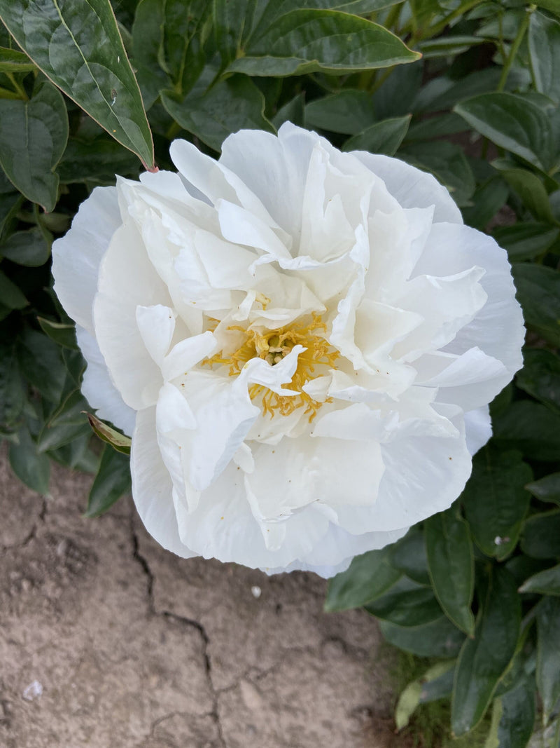 Avalanche Premium Peony