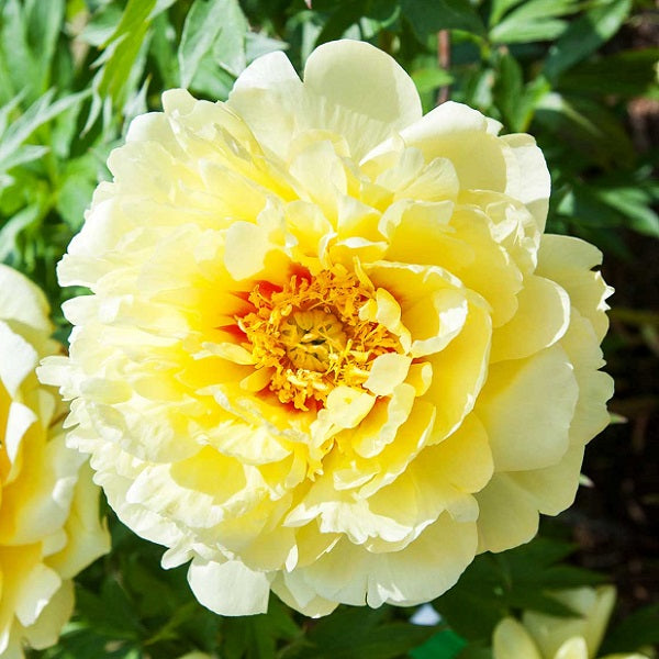 Bartzella Itoh Peony