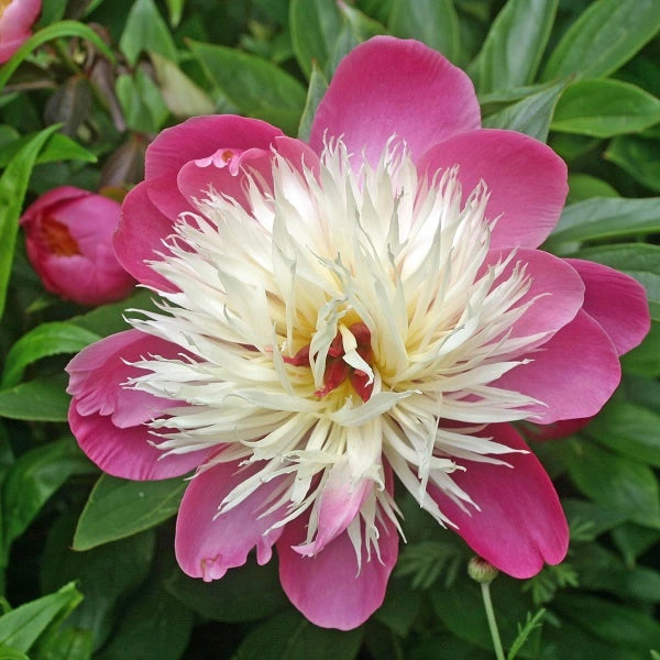 Bowl of Beauty Peony