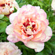 Callies Memory Peony