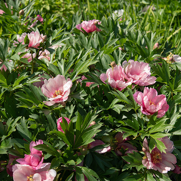 Callies Memory Peony