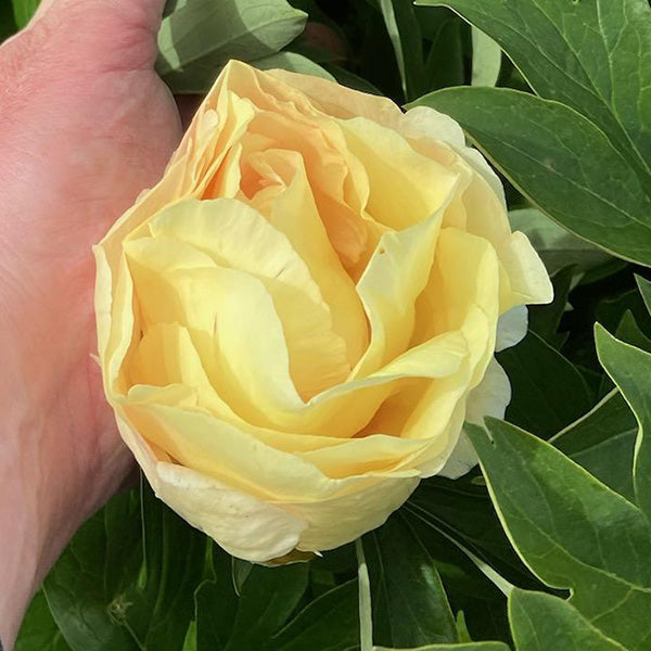 Canary Brilliants Premium Peony