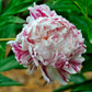 Candy Stripe Premium Peony