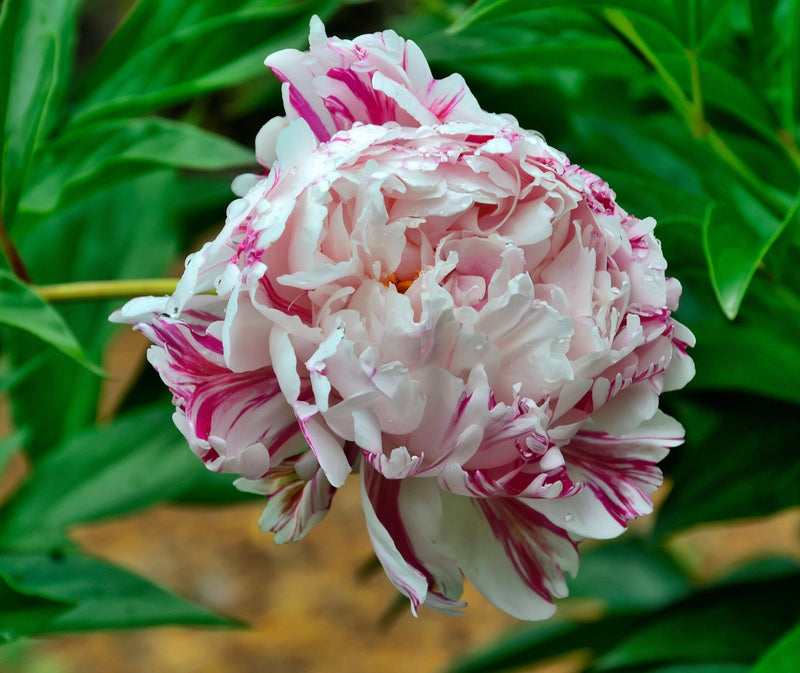 Candy Stripe Premium Peony