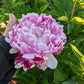 Candy Stripe Premium Peony