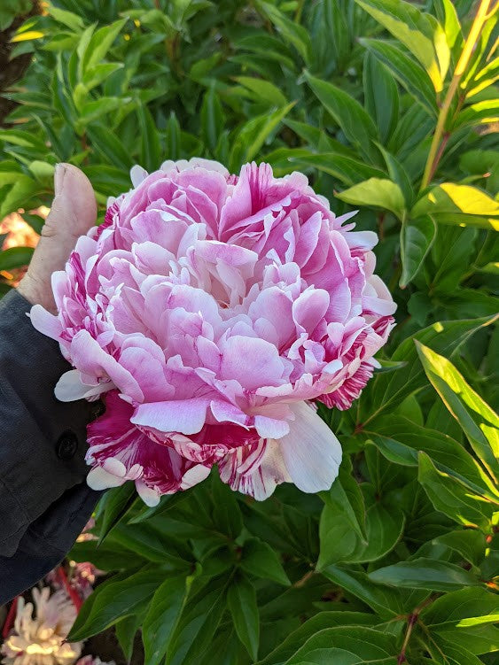 Candy Stripe Premium Peony