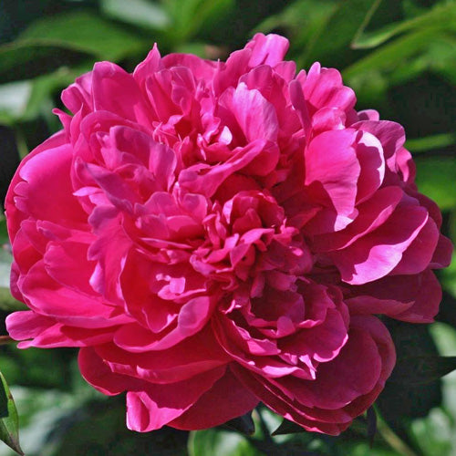 Cherry Royal Peony - Heritage Collection – Wild & Son