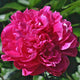 Cherry Royal Peony - Heritage Collection