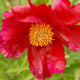 Christmas Holiday Peony - Heritage Collection