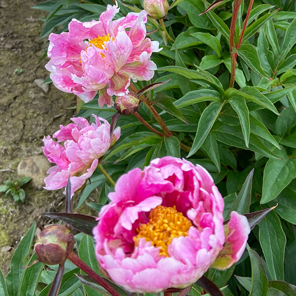 Circus Circus Premium Peony