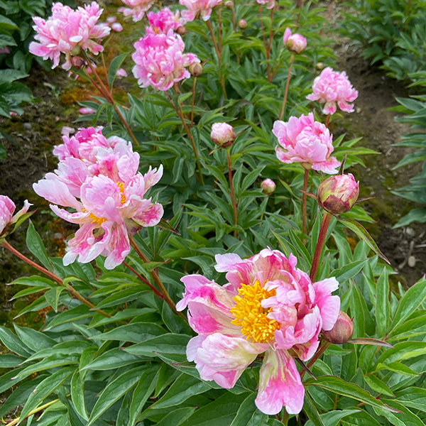 Circus Circus Premium Peony