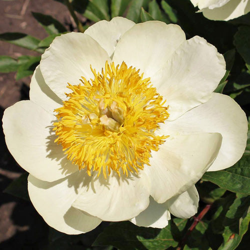 Claire de Lune Peony - Heritage Collection