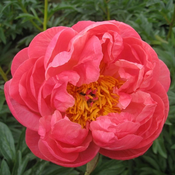 Coral Charm Hybrid Peony