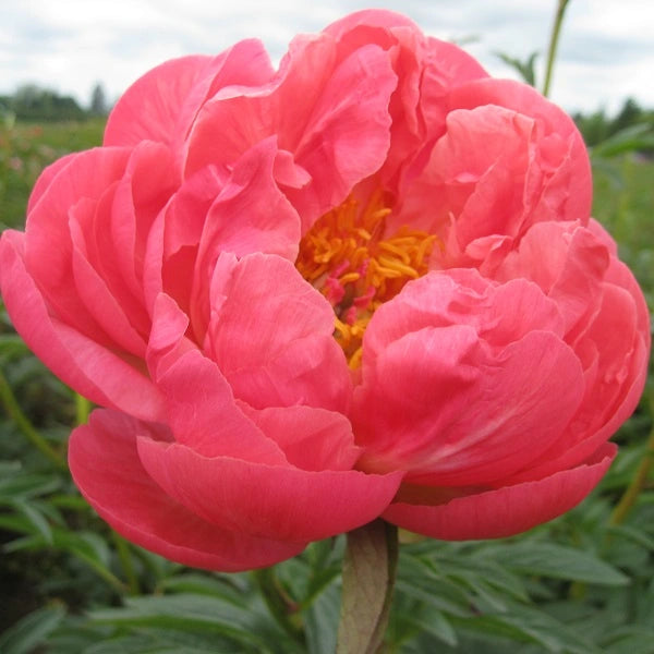 Coral Charm Hybrid Peony