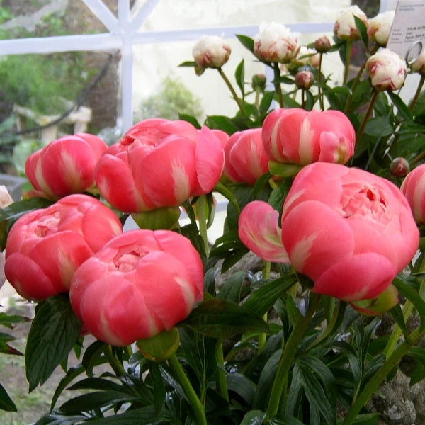 Coral Charm Hybrid Peony