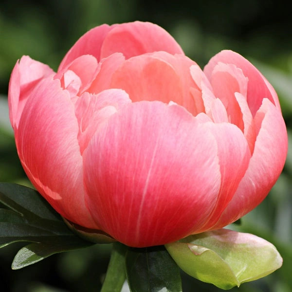 Coral Sunset - Hybrid - 3/5 Eye Peony