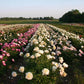 Bushel of Blooms Peonies