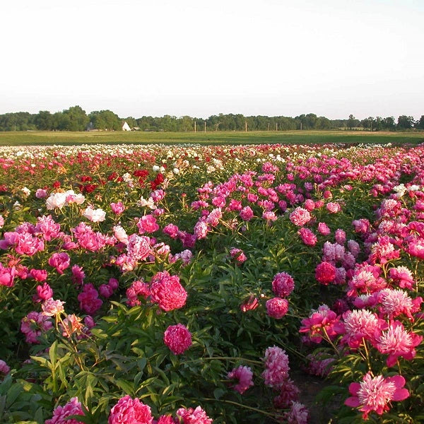 Mixed Peonies