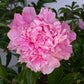 Dr. Alexander Fleming Peony