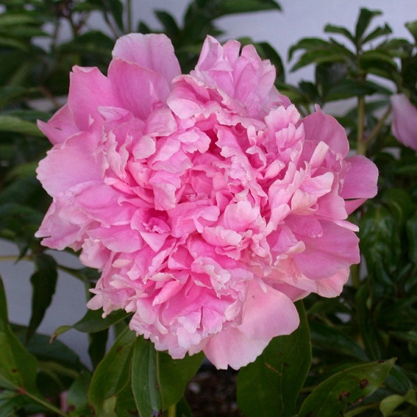 Dr. Alexander Fleming Peony