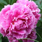 Dr. Alexander Fleming Peony