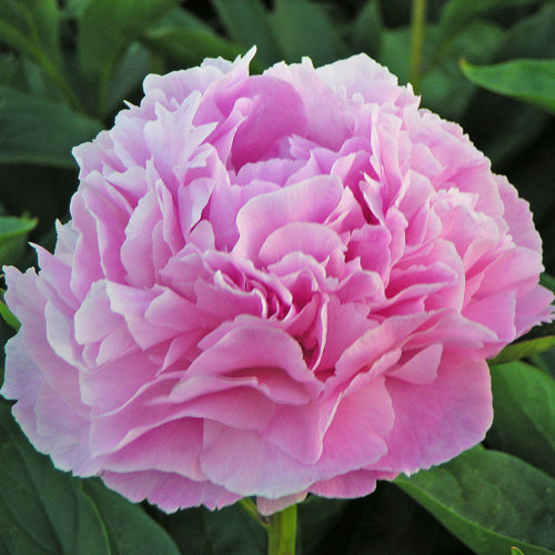 Dresden Pink Peony - Heritage Collection