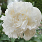 Duchesse de Nemours - 2/3 Eye Peony