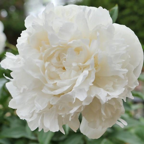 Duchesse de Nemours Peony