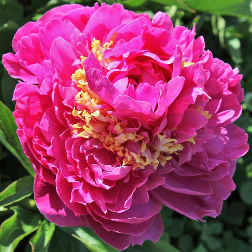 Feather Top Peony - Heritage Collection