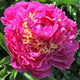 Feather Top Peony - Heritage Collection