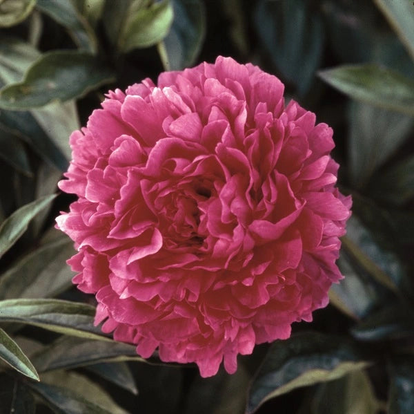 Felix Supreme Peony