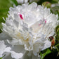 Festiva Maxima Peony