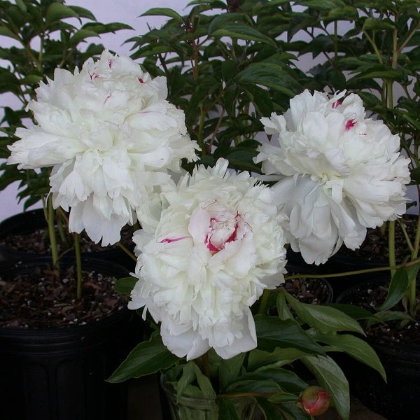 Festiva Maxima Peony