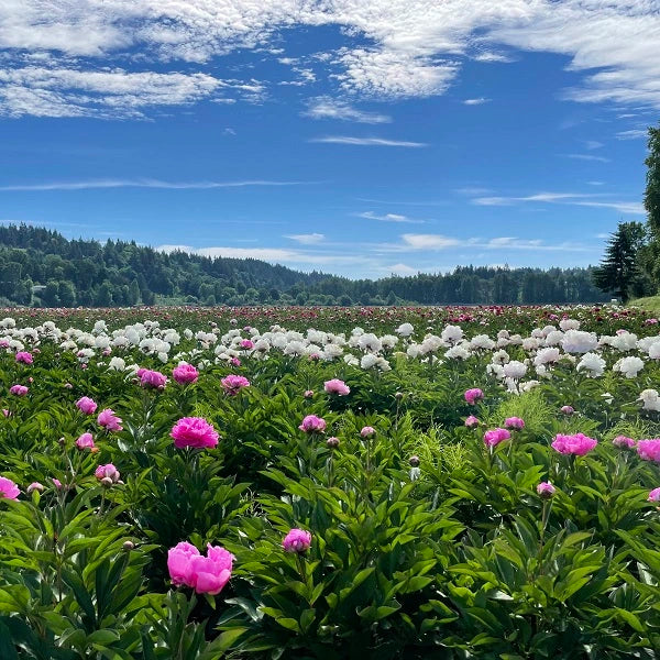 Bushel of Blooms Peonies