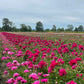 Bushel of Blooms Peonies