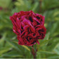 General MacMahon - 3/5 Eye Peony