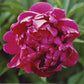 General MacMahon - 3/5 Eye Peony