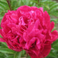 General MacMahon - 3/5 Eye Peony