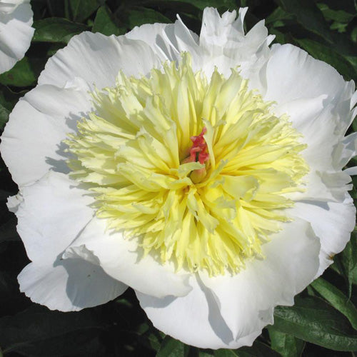 Gertrude Allen Peony - Heritage Collection