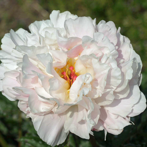 Gilbert H. Wild Peony - Heritage Collection