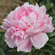 Hargrove Hudson Peony - Heritage Collection