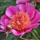 Hit Parade Peony - Heritage Collection