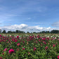 Bushel of Blooms Peonies