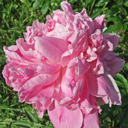 Judy Anne Peony - Heritage Collection